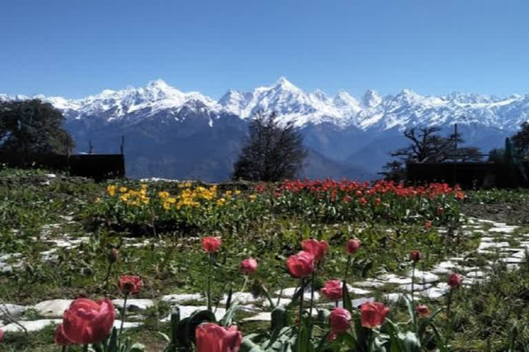 Munsiyari Tulip Garden