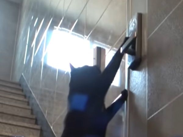 Stray cat enters stranger's house daily by putting door password