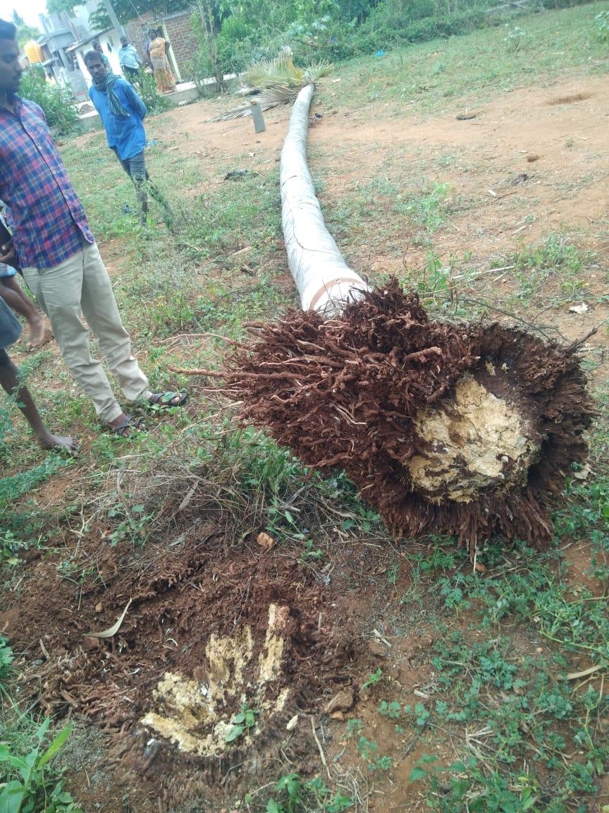 boy died cocount tree falls