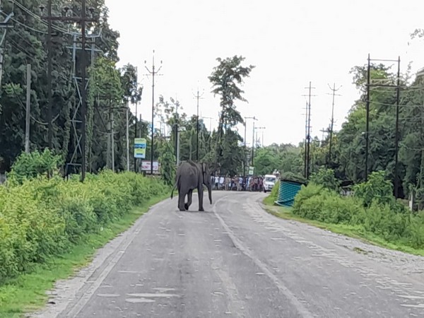 Wild elephant strays into village in Bengal's Jalpaiguri, destroys tea plantation