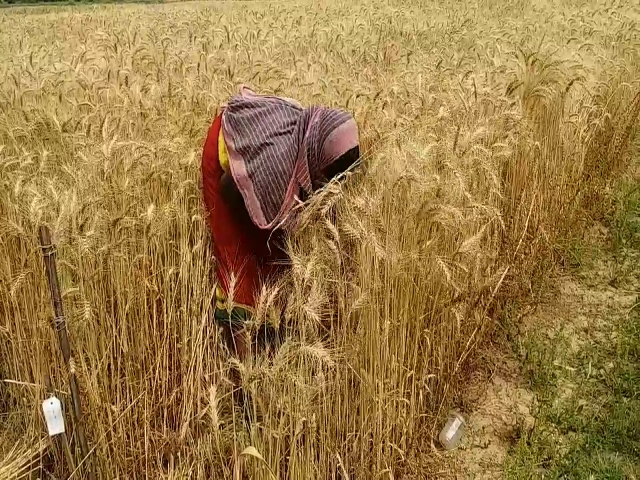 ranchi farmers are facing problems in transporting kharif crop in lockdown