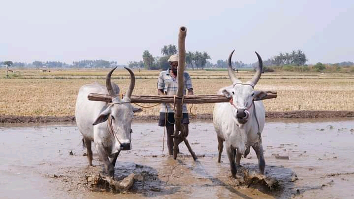 உழுதுண்டு வாழ்வாரே வாழ்வர்