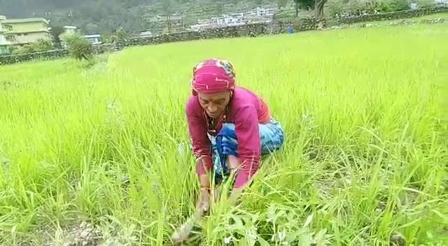 Uttarakhand Madua Production