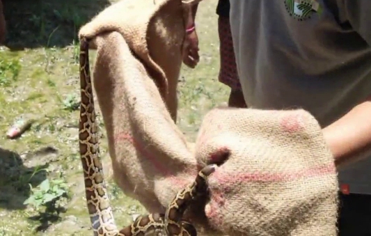 python-rescued-at-kaliabor