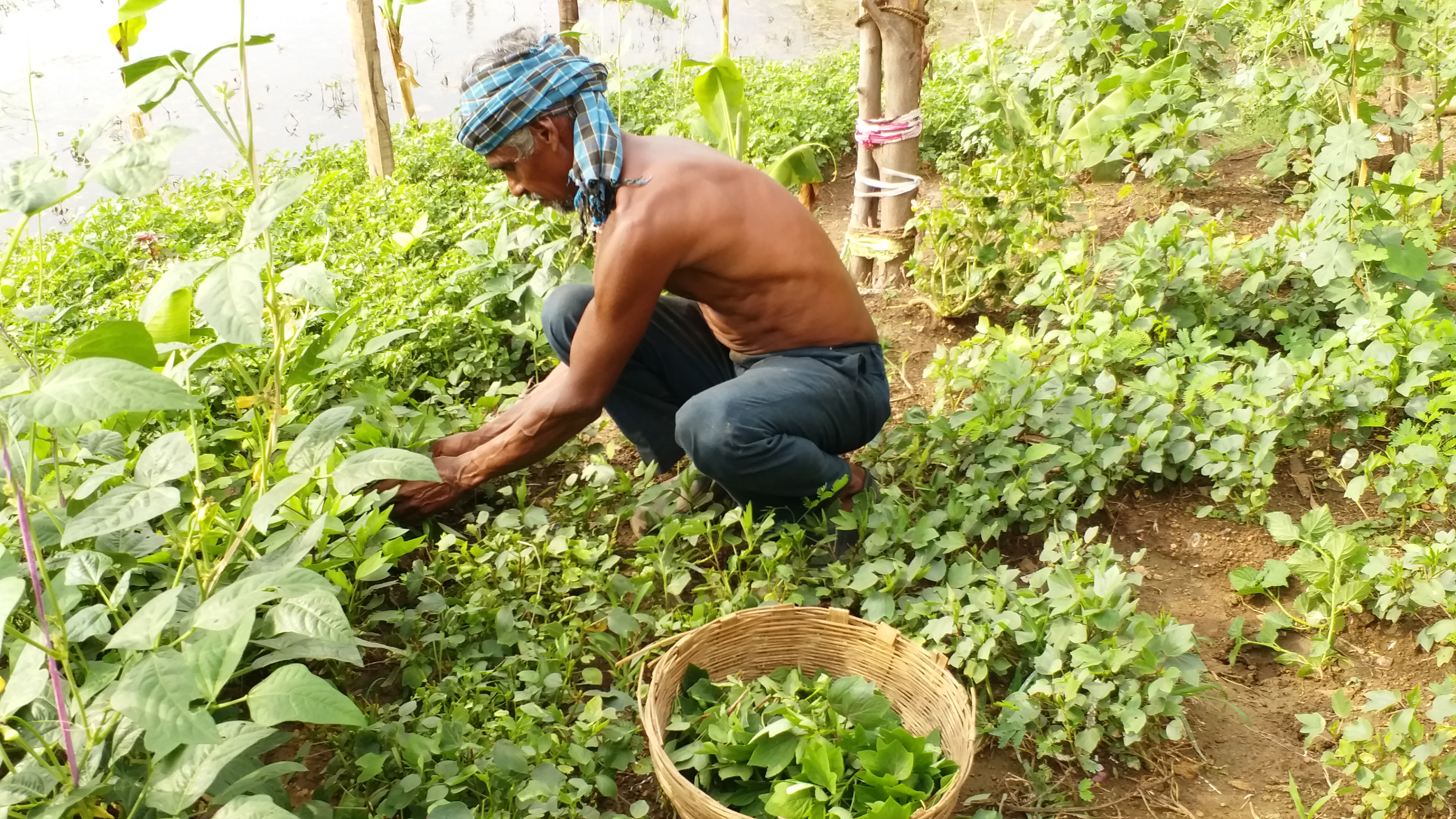 Farmer will produce lakhs from Ghuruwe