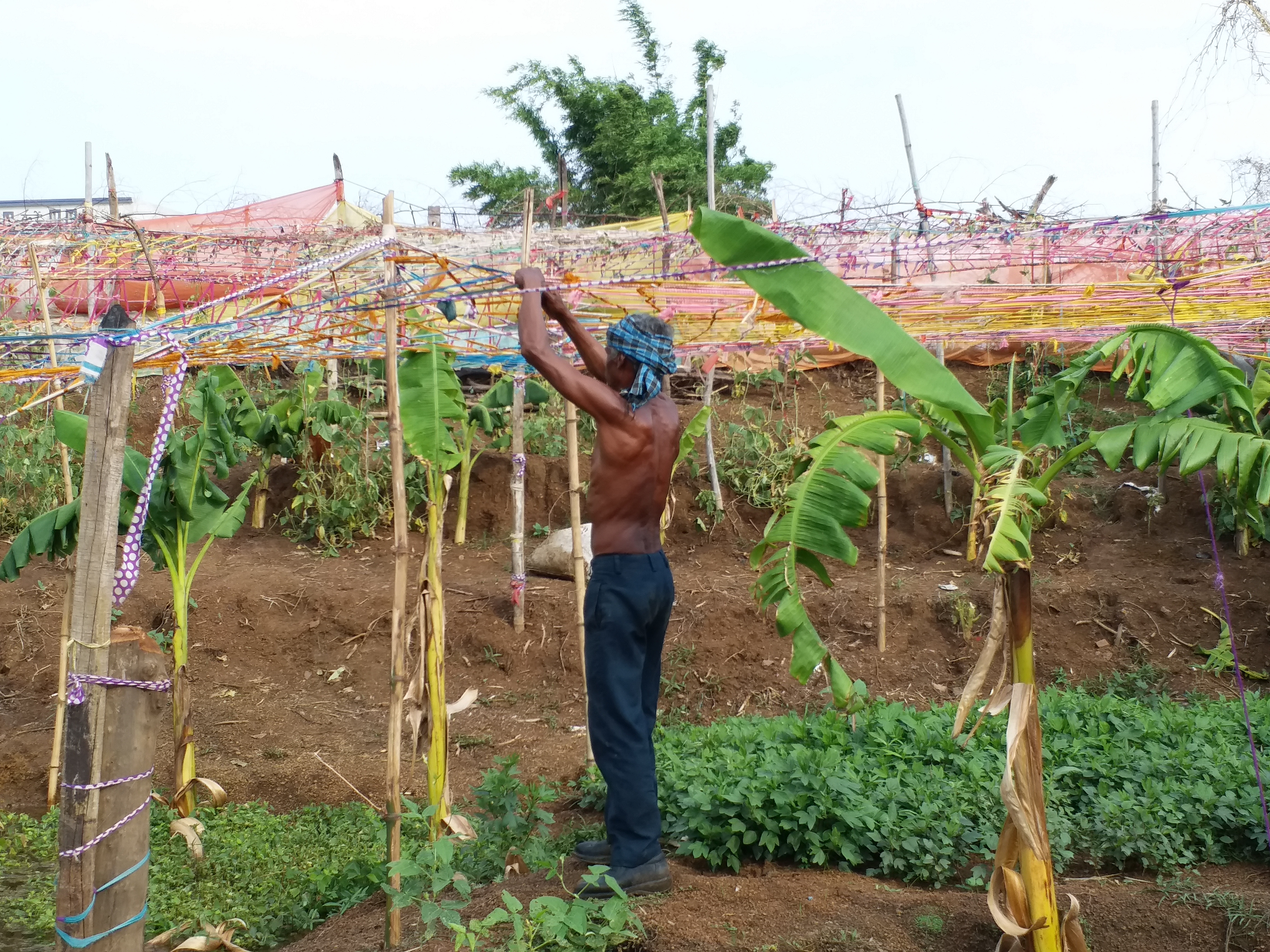 Farmer will produce lakhs from Ghuruwe