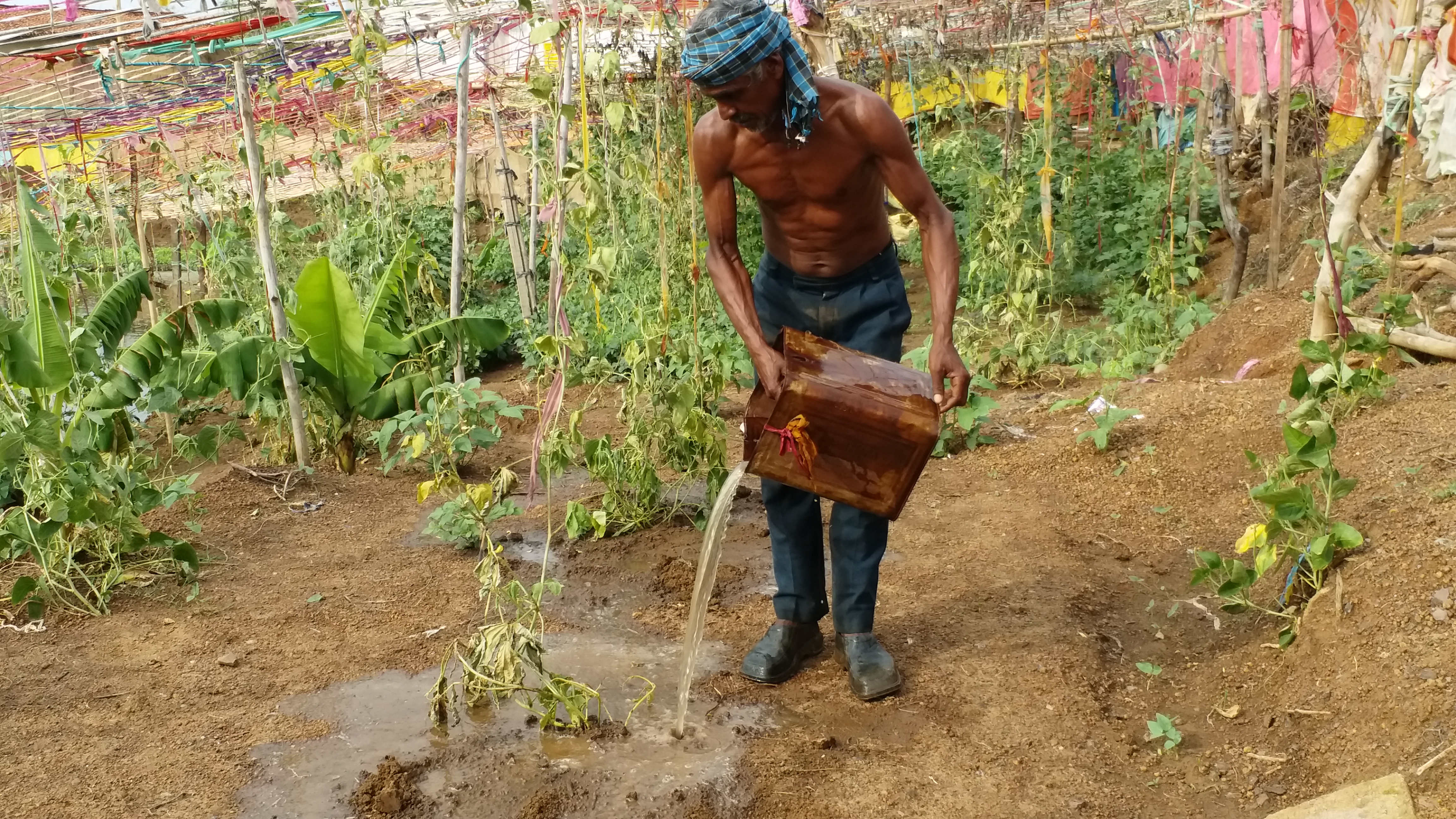 Farmer will produce lakhs from Ghuruwe