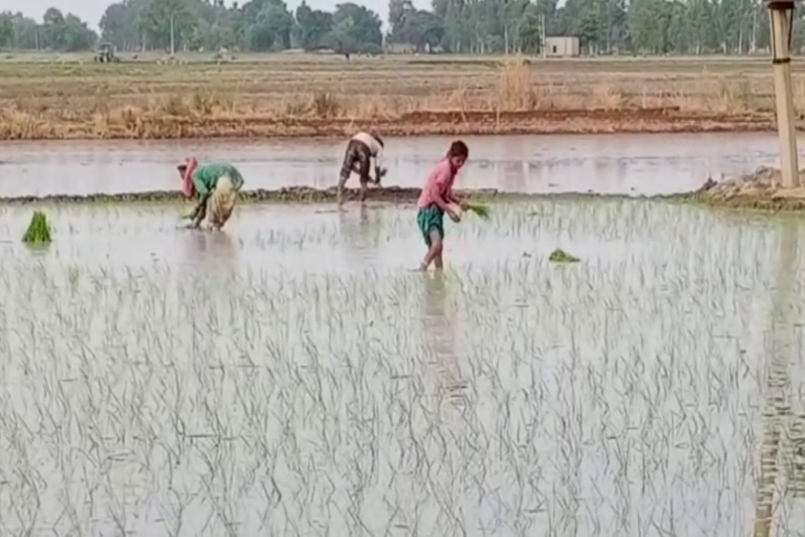 tips for rice farming haryana