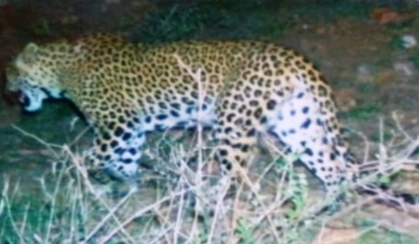 झालाना में मादा लेपर्ड क्लियोपैट्रा, Female Leopard Cleopatra in Jhalana