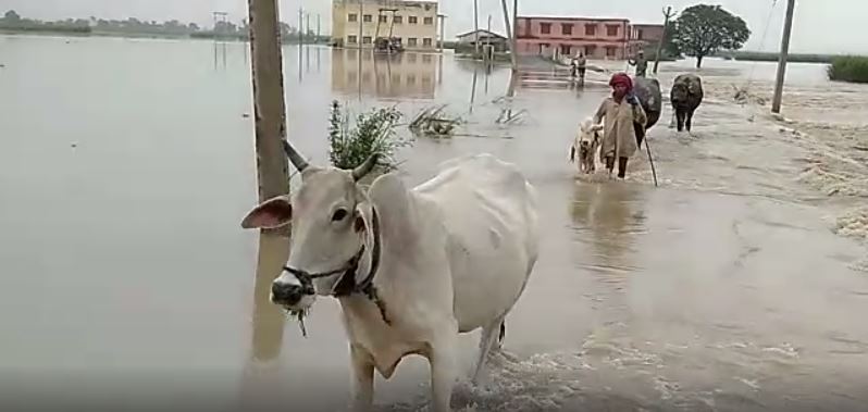 मवेशियों को लेकर सुरक्षित स्थानों पर जाते ग्रामीण