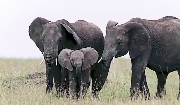 conflict-between-human-and-elephant