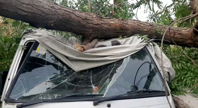 कार पर गिरा नीम का पेड़, Neem tree fell on car