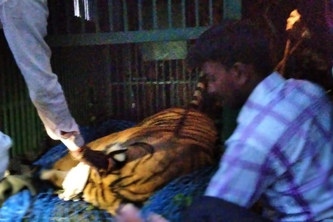 जंगल से भटक कर आए बंगाल टाइगर को वन विभाग की टाम ने पकड़ा