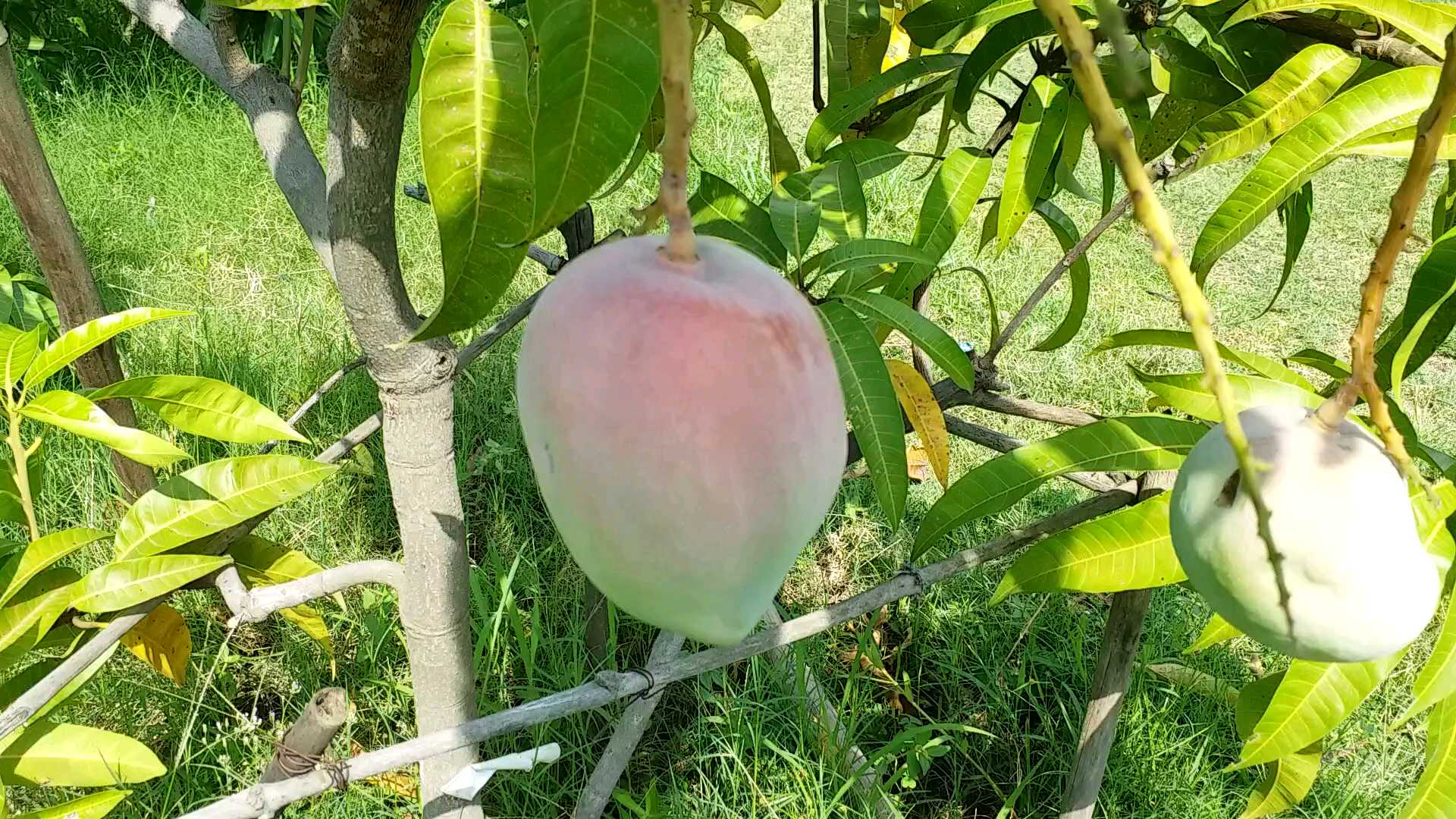 MOST EXPENSIVE MANGO