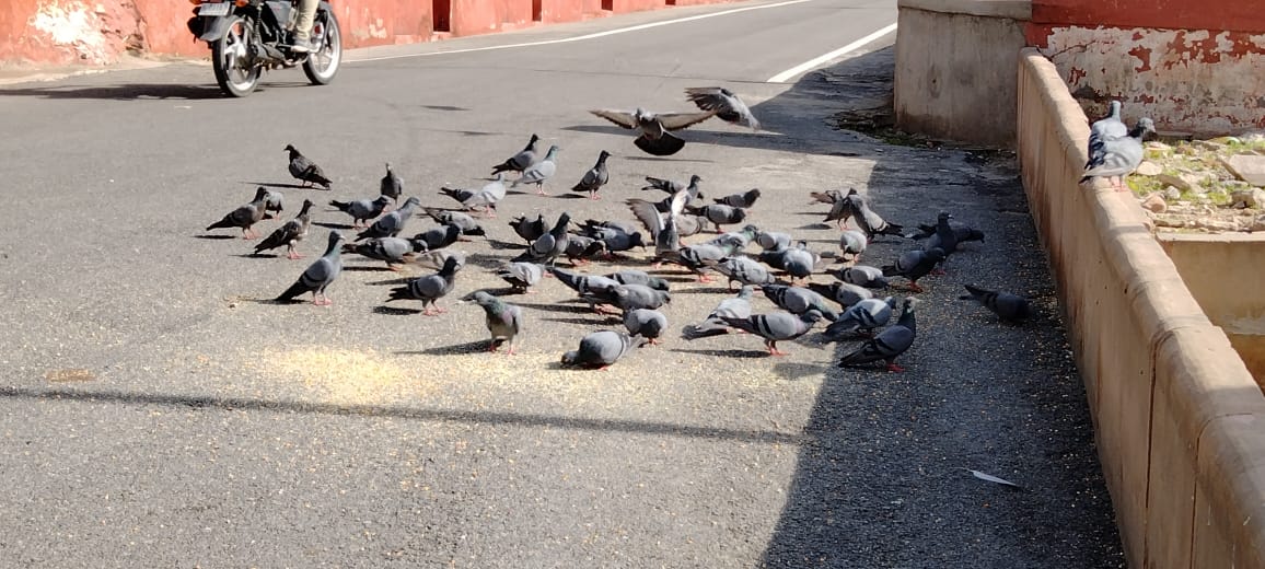 bird migration from Ajmer,  Rajasthan News