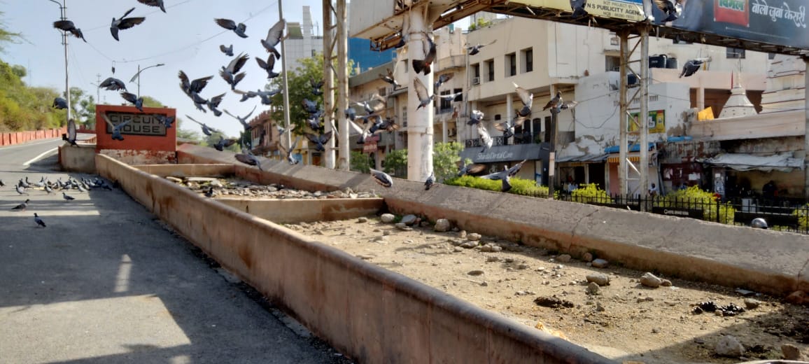 bird migration from Ajmer,  Rajasthan News