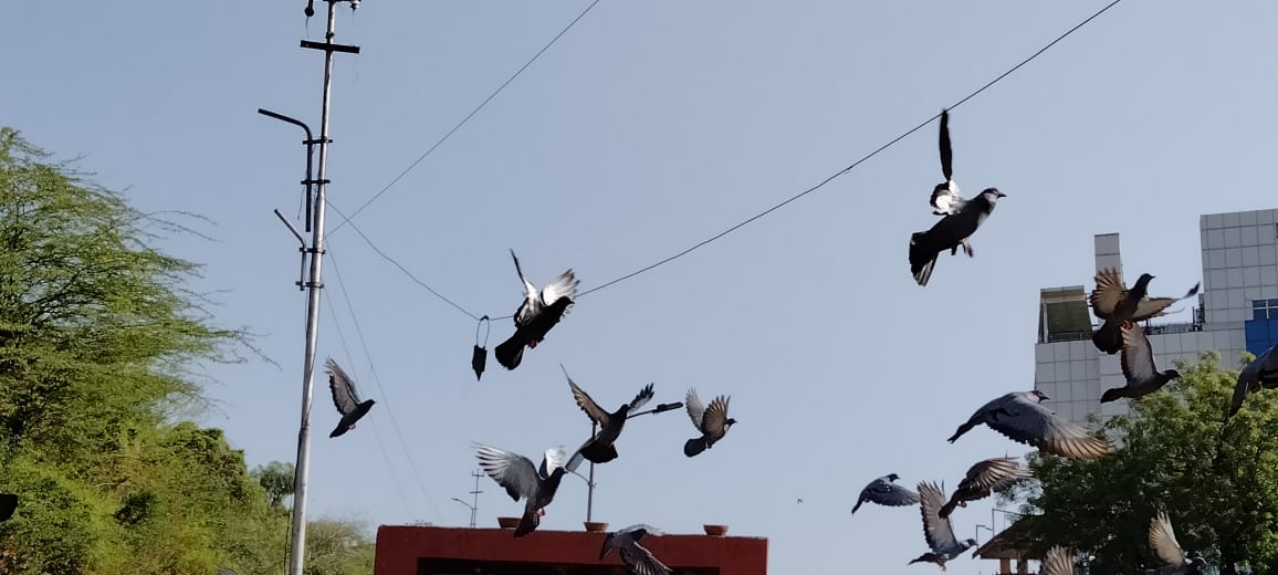 bird migration from Ajmer,  Rajasthan News