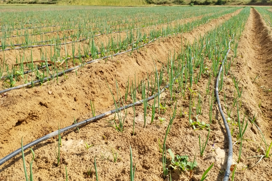 haryana drip irrigation scheme