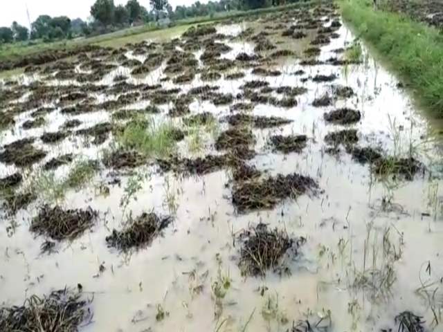 planting paddy in bhopal