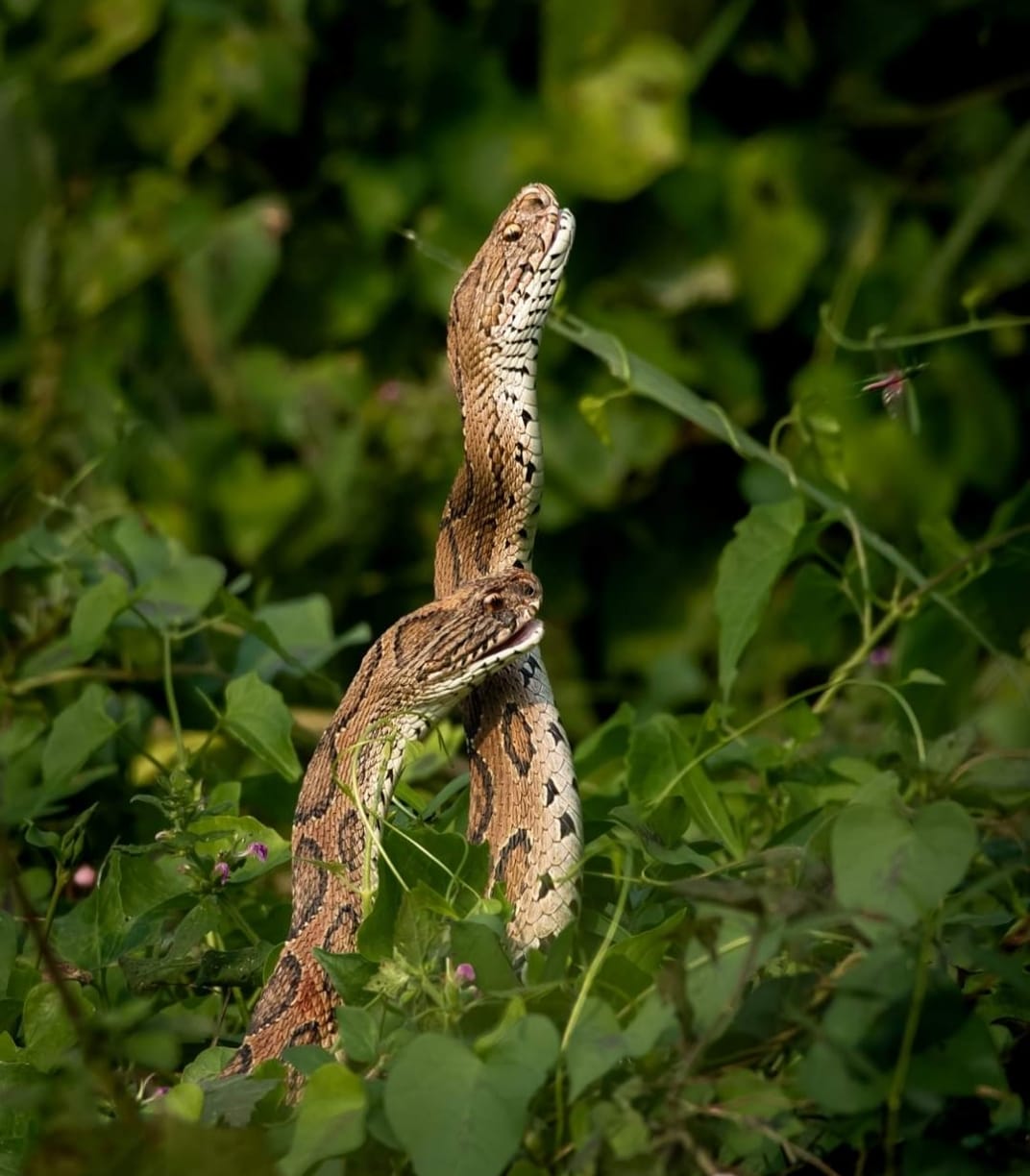 preventive measures for snake bites  snake bites  measures for snake bites  snake species in india  species of snakes  snakes found in India  poisonous snakes in india  snake story  interesting snake story  सांप  सर्पों की प्रजातियां  सांपों की प्रजातियां  पर्यावरण सोसाइटी  एंटी स्नेक वेनम इंजेक्शन  सर्पदंश से बचाव के उपाय  Anti Snake Venom Injection  anti snake bite injection  lucknow latest news in hindi  लखनऊ की ताजा खबर