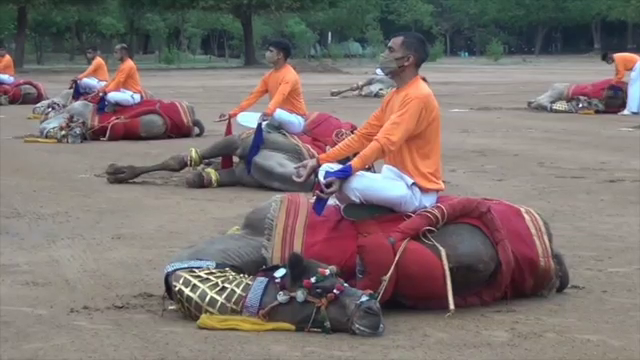 उंटों पर योगासन, yoga asanas on camels