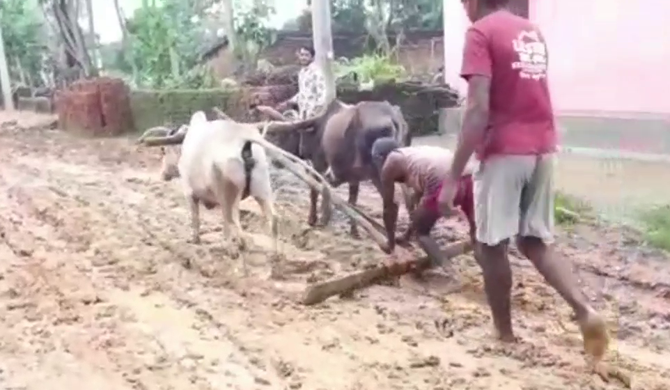 villagers-protested-against-mp-mla-by-planting-paddy-on-road-in-hazaribag