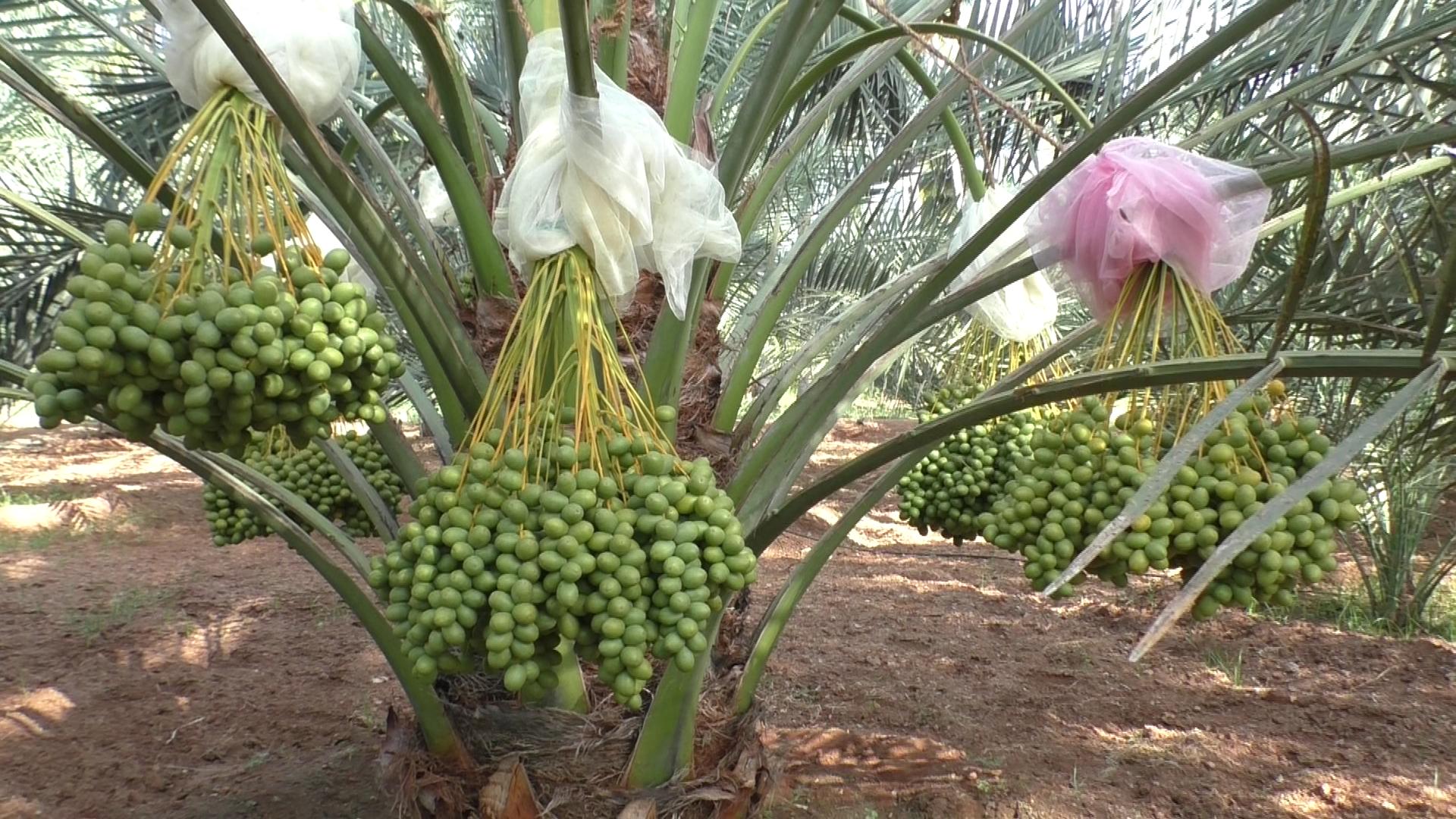 கொத்து கொத்தாக காய்த்து தொங்கும் பேரீச்சை