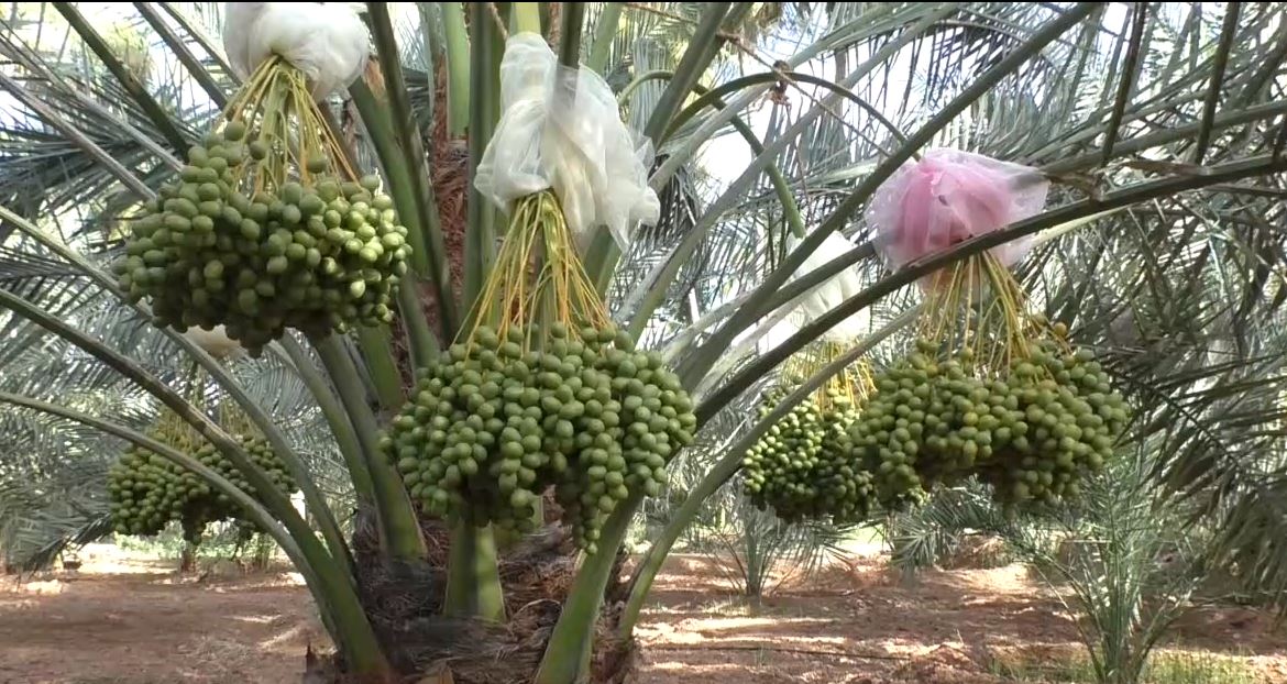 பேரீச்சை மரம்