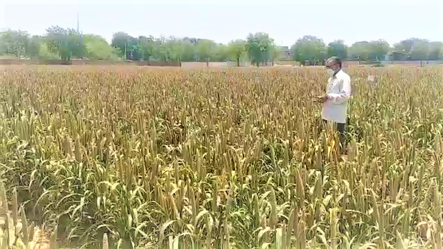 hybrid seeds of millet, Jodhpur Agricultural University