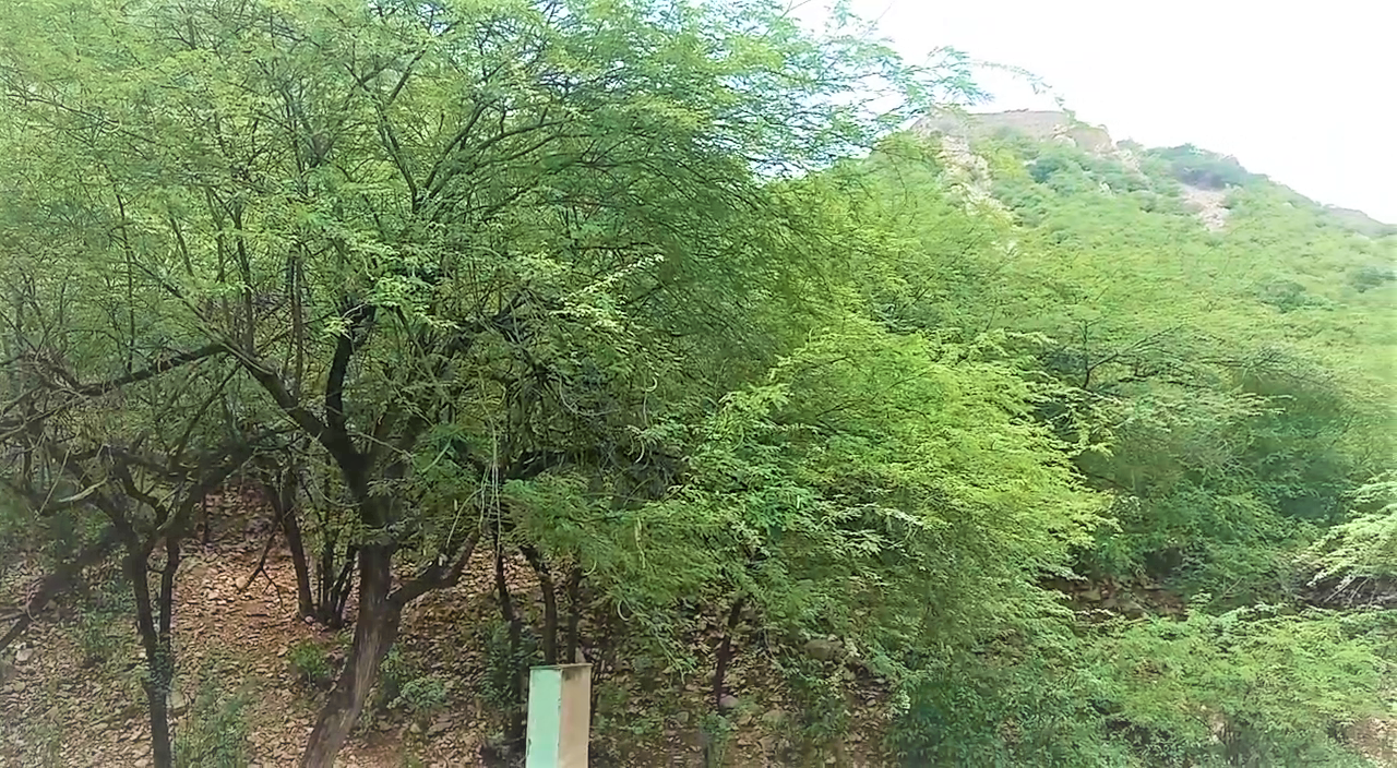 Vilayati Acacia in Alwar District, Forest Department