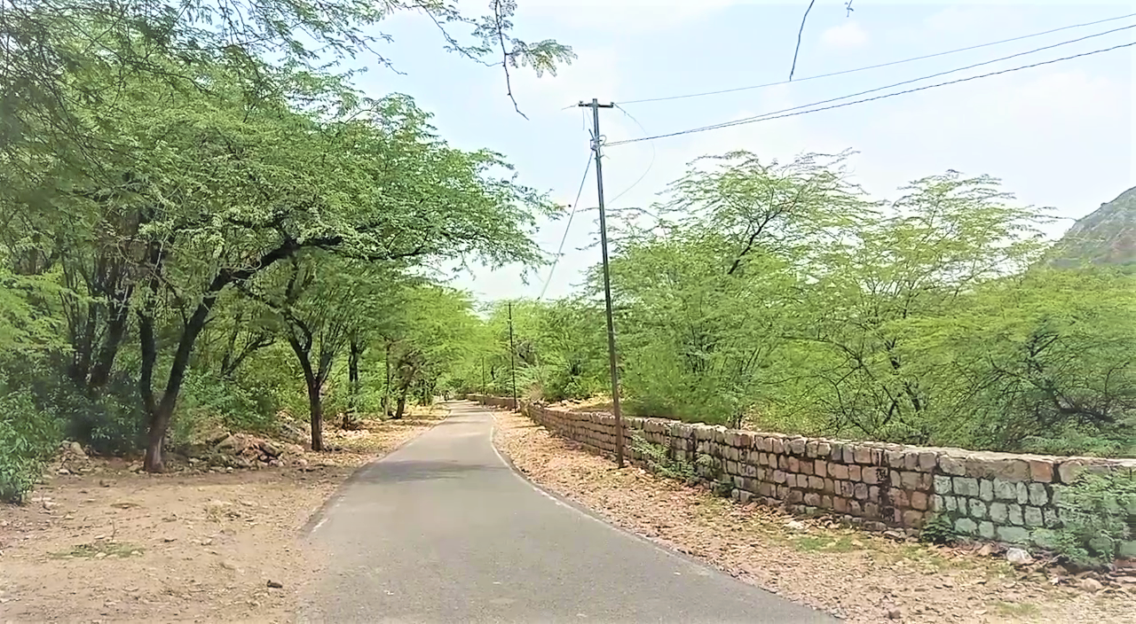 Vilayati Acacia in Alwar District, Forest Department