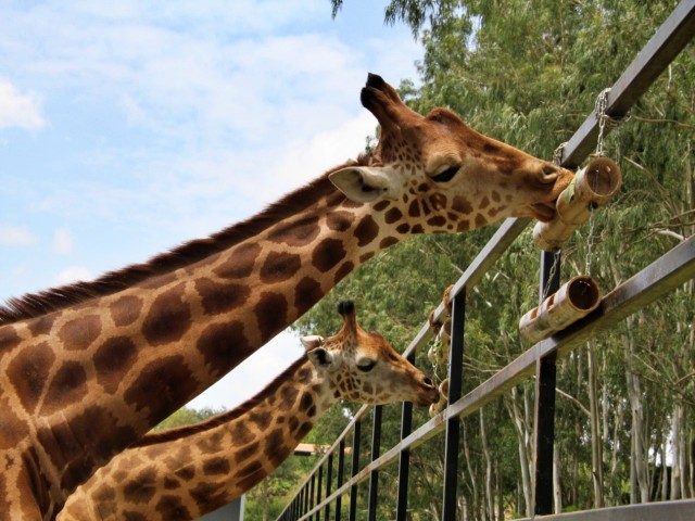 World Giraffe Day