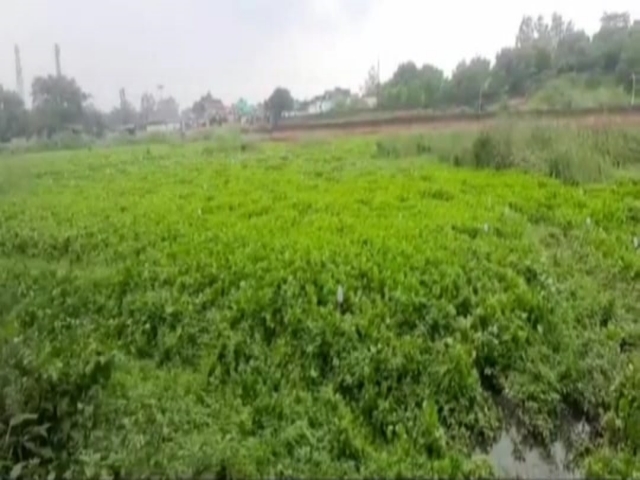 Encroachers occupied Guhibandh pond in dhanbad