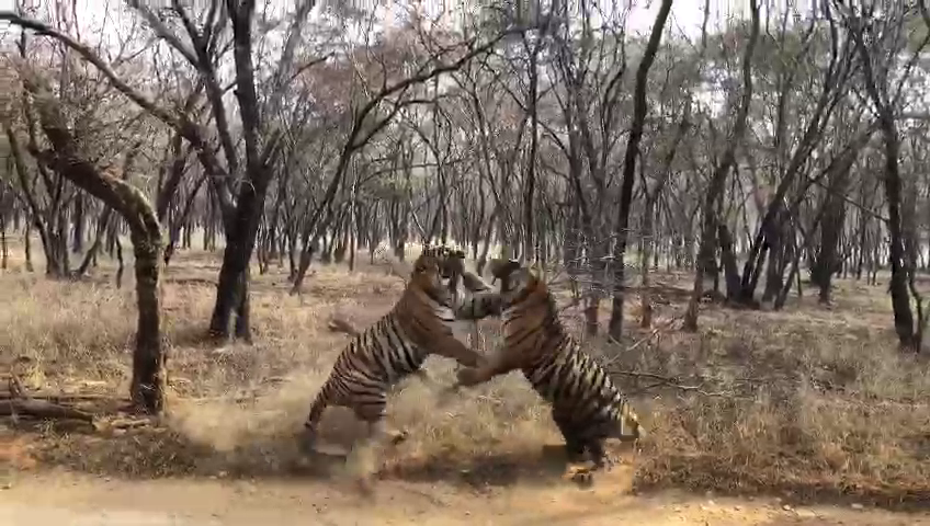 सवाई माधोपुर टाइगर रिजर्व, Sawai Madhopur Tiger Reserve