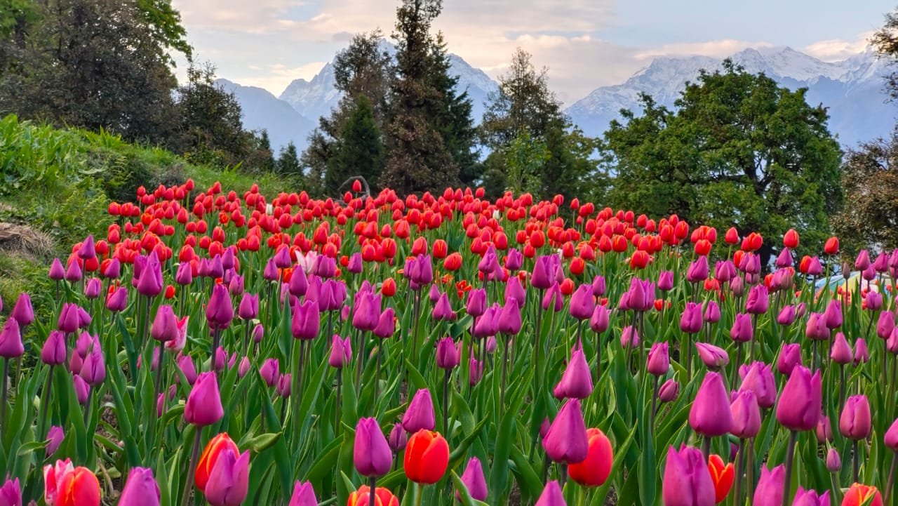 tulip garden