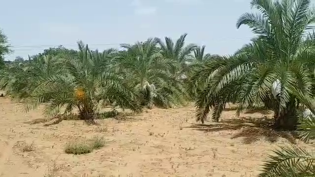 date palm crop in jodhpur, jodhpur cazri