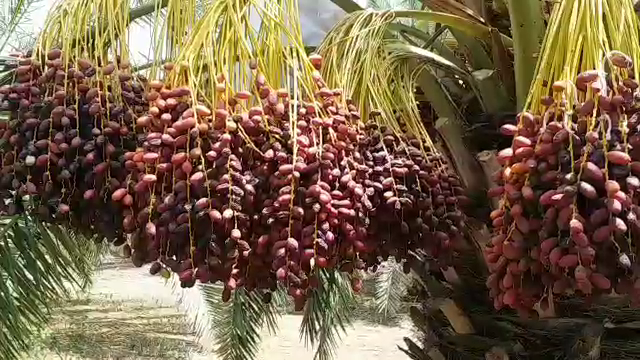 date palm crop in jodhpur, jodhpur cazri