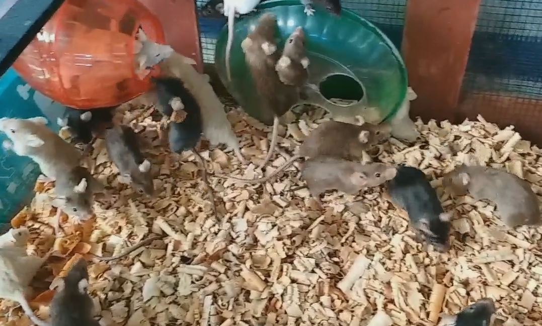 rats farming