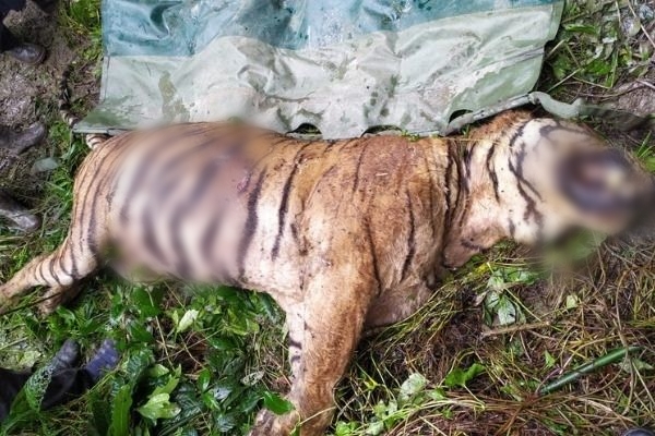 Tiger killing in Kaziranga