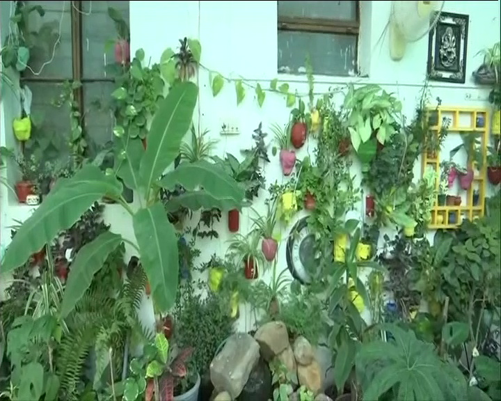 Madhya pradesh woman has grown a 'mini forest' in her house in bhopal