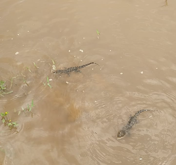 Crocodile babies found in Muchnar Ghat