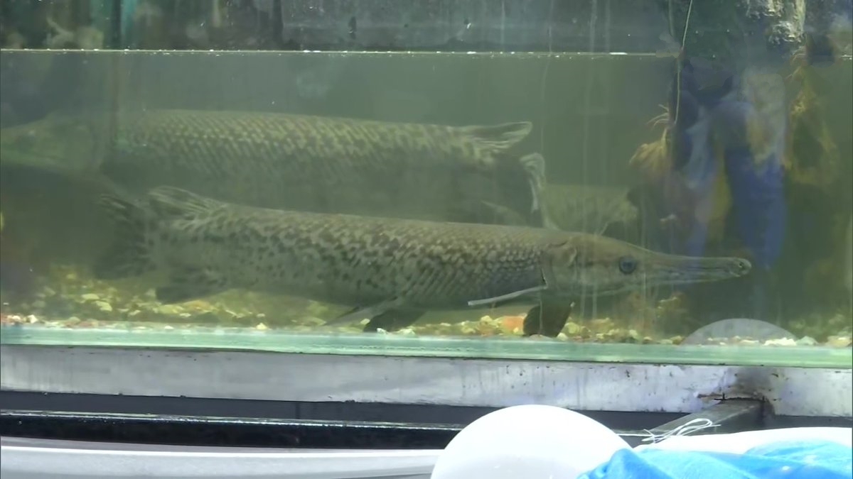 aquarium in Railway Station