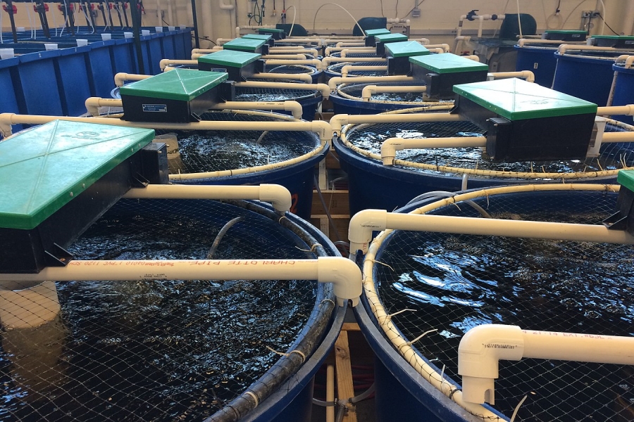 what is recirculating aquaculture system