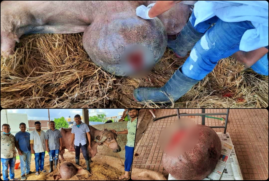 Removing A 50 kg tumer from a buffalo's stomach in Valsad on Doctors Day