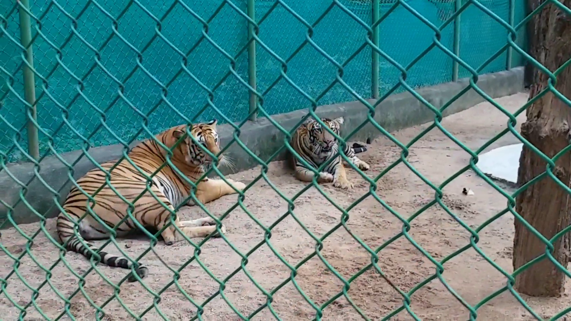 Ranchi Zoo opened after 86 days