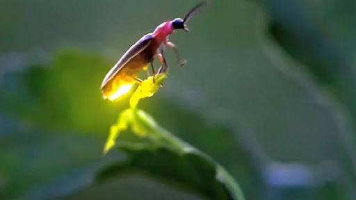 firefly