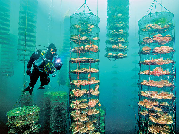 oceans farming