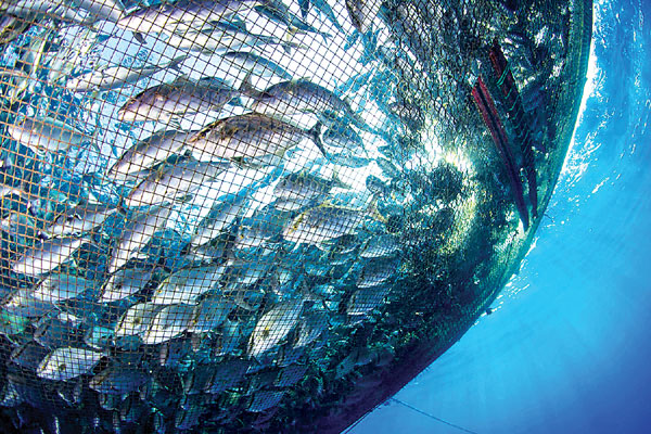 oceans farming