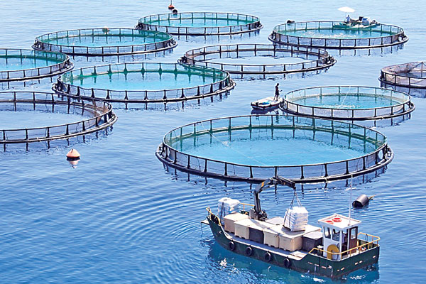 oceans farming