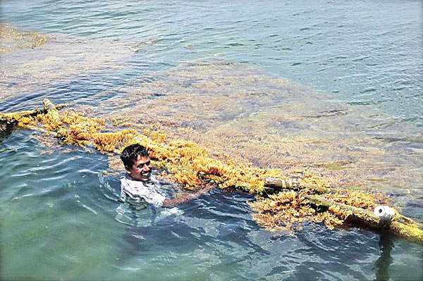 oceans farming